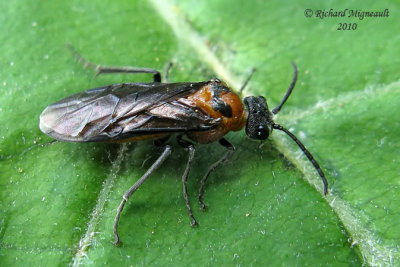 Common sawfly - Dolerus sp1 1 m10