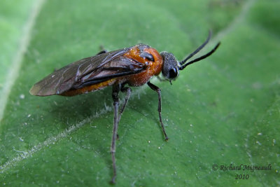 Common sawfly - Dolerus sp1 2 m10