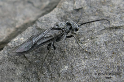 Common sawfly - Dolerus sp2 m10