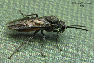 Common sawfly - Dolerus sp3 m11