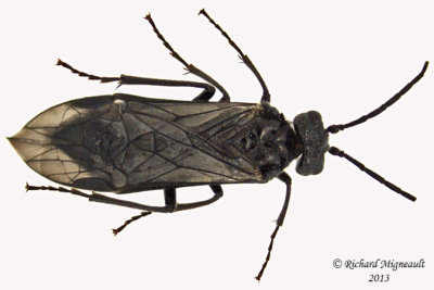 Common sawfly - Dolerus sp4 1 m13 10,1mm 