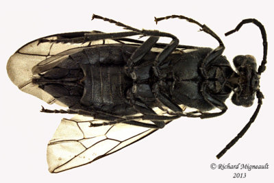 Common sawfly - Dolerus sp4 2 m13 10,1mm 