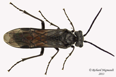 Common sawfly - Dolerus sp5 1 m13 9,6mm 