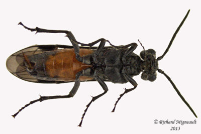 Common sawfly - Dolerus sp5 2 m13 9,6mm 