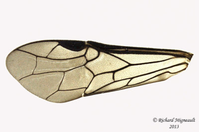 Common sawfly - Dolerus sp5 3 m13 9,6mm 