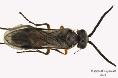 Common sawfly - Dolerus sp6 1 m13 7,4mm 