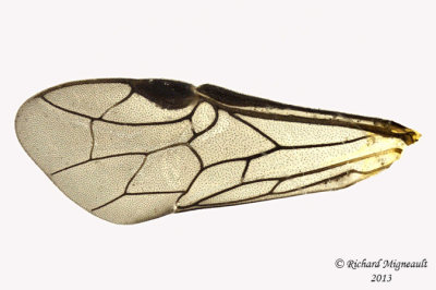 Common sawfly - Dolerus sp6 3 m13 7,4mm 