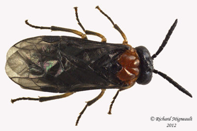 Common sawfly - Eutomostethus ephippium 1 m12 