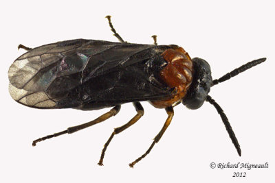 Common sawfly - Eutomostethus ephippium 2 m12 