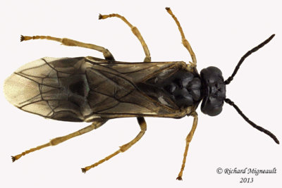 Common sawfly - Fenusella nana 1 m13 4,8mm