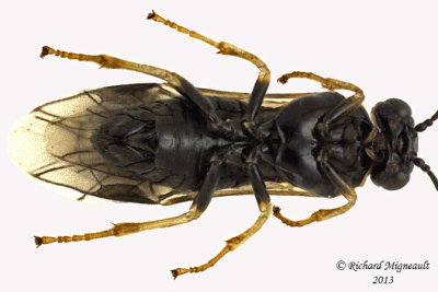 Common sawfly - Fenusella nana 2 m13 4,8mm 