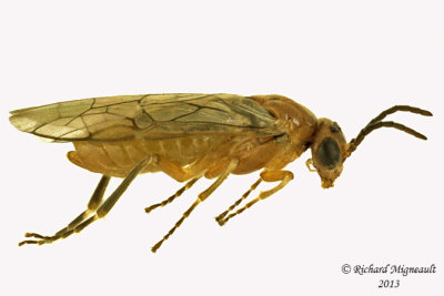 Common sawfly - Hoplocampa sp 1 m13 5,8mm