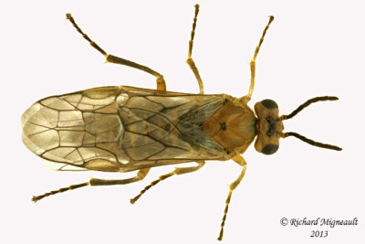 Common sawfly - Hoplocampa sp 2 m13 5,8mm