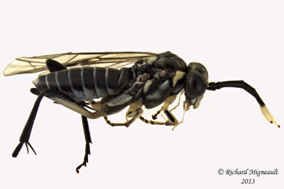 Common sawfly - Macrophya trisyllaba 1 m13 9,7mm