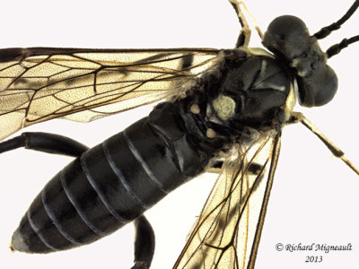 Common sawfly - Macrophya trisyllaba 2 m13 9,7mm 