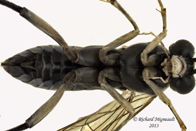 Common sawfly - Macrophya trisyllaba 3 m13 9,7mm 
