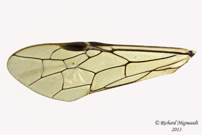 Common sawfly - Macrophya trisyllaba 5 m13 9,7mm 