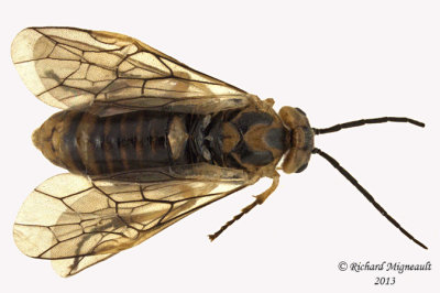 Common sawfly - Euura sp, Willow sawfly 1 m13 7,3mm 