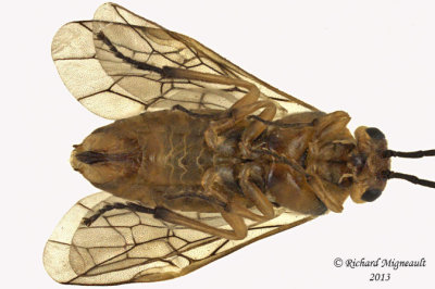 Common sawfly - Euura sp, Willow sawfly 2 m13 7,3mm