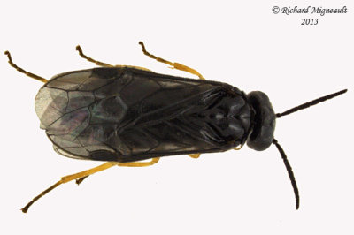 Common sawfly - Nesoselandria morio sp4 1 m13 59mm 