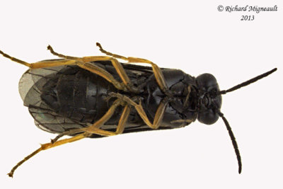 Common sawfly - Nesoselandria morio sp4 2 m13 5,9mm
