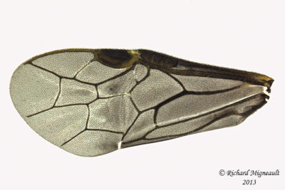Common sawfly - Nesoselandria morio sp4 3 m13 5,9mm