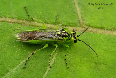 Common Sawfly - Rhogogaster californica m10