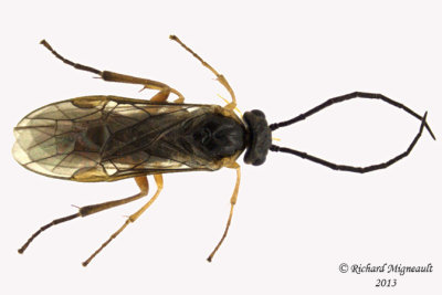 Common sawfly - Subfamily Nematinae sp1 1 m13 7,3mm 