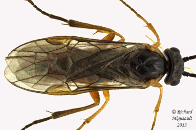 Common sawfly - Subfamily Nematinae sp1 2 m13 7,3mm 