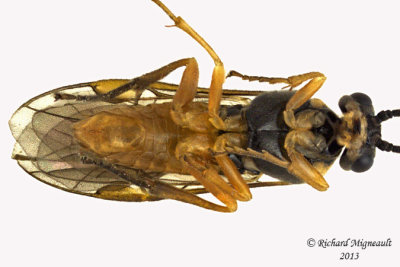 Common sawfly - Subfamily Nematinae sp1 3 m13 7,3mm 