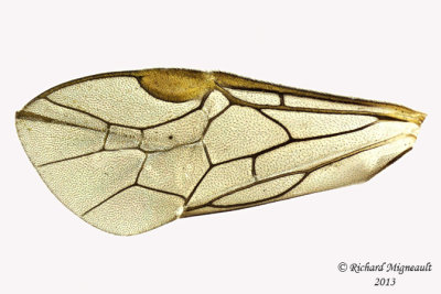 Common sawfly - Subfamily Nematinae sp1 4 m13 7,3mm 