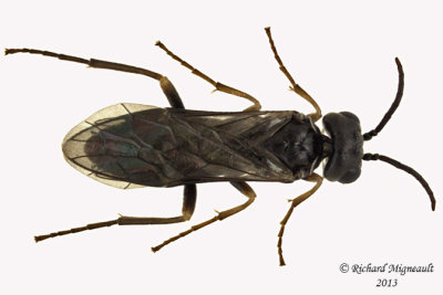 Common sawfly - Allantinae sp2 1 m13 6,2mm 