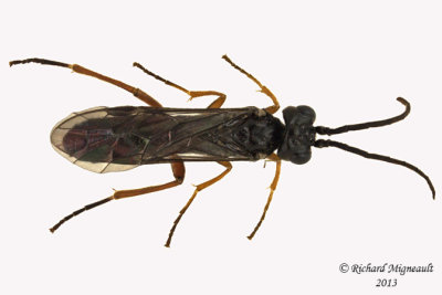 Common sawfly - Allantinae sp1 1 m13 7,6mm 