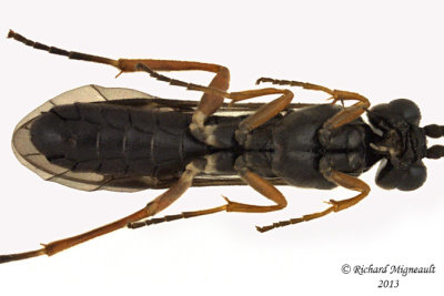 Common sawfly - Allantinae sp1 2 m13 7,6mm 