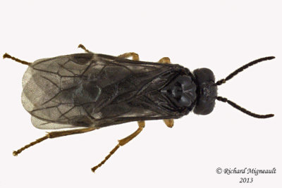 Common sawfly - sp5 1 m13 3,5mm 