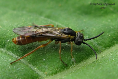 Common sawfly - Strongylogaster multicincta sp2 1 m10