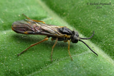 Common sawfly - Strongylogaster multicincta sp2 2 m10