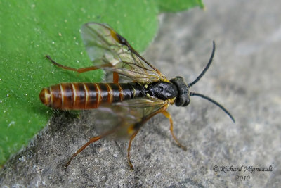 Common sawfly - Strongylogaster multicincta sp2 3 m10