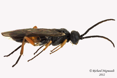 Common sawfly - Taxonus rufocinctus 1 m12