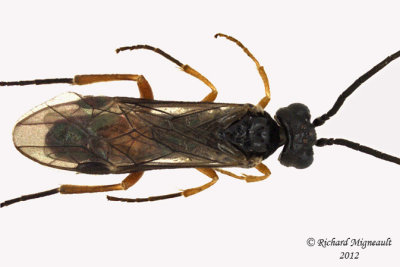 Common sawfly - Taxonus rufocinctus 2 m12