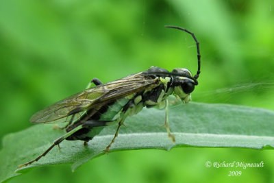 Common sawfly - Tenthredo angulifera 1 m9