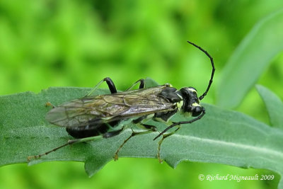 Common sawfly - Tenthredo angulifera 2 m9