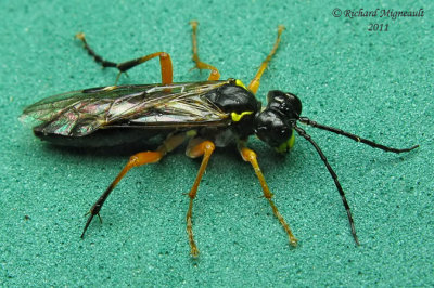 Common sawfly - Tenthredo leucostoma 1 m11