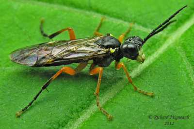 Common sawfly - Tenthredo leucostoma 1 m12