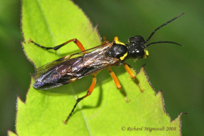 Common sawfly - Tenthredo sp1 m8