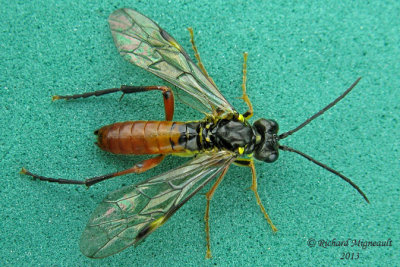 Common sawfly - Tenthredo sp3 1 m13 10,3mm 