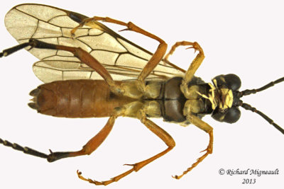 Common sawfly - Tenthredo sp3 2 m13 10,3mm 