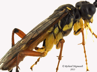 Common sawfly - Tenthredo sp3 3 m13 10,3mm