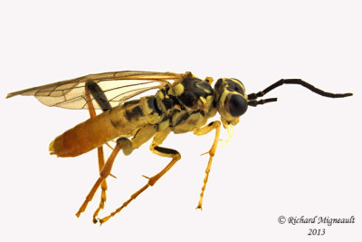 Common sawfly - Tenthredo verticalis 1 m13 10,1mm 