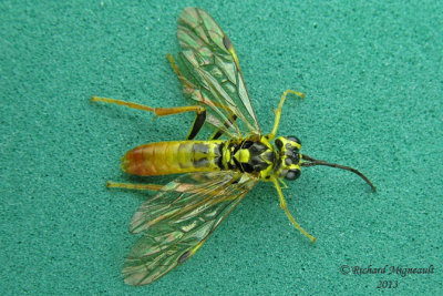 Common sawfly - Tenthredo verticalis 2 m13 10,1mm 